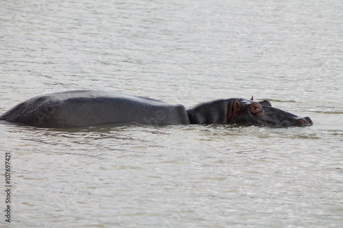 Hippopotamus with its beak open in the Kruger National Park, South Africa