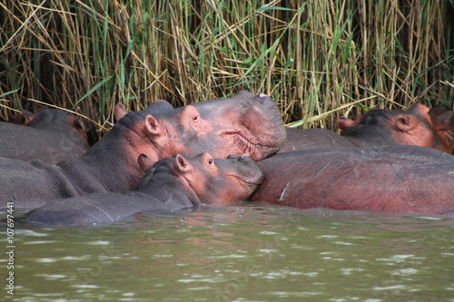 Wild african hippo pod