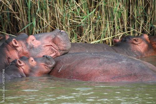 Wild african hippo pod