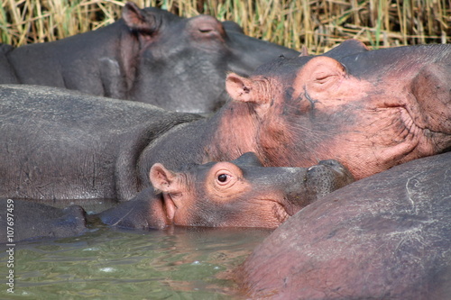 family of wild hippo; hippo;  landscape background; animals; wildlife;