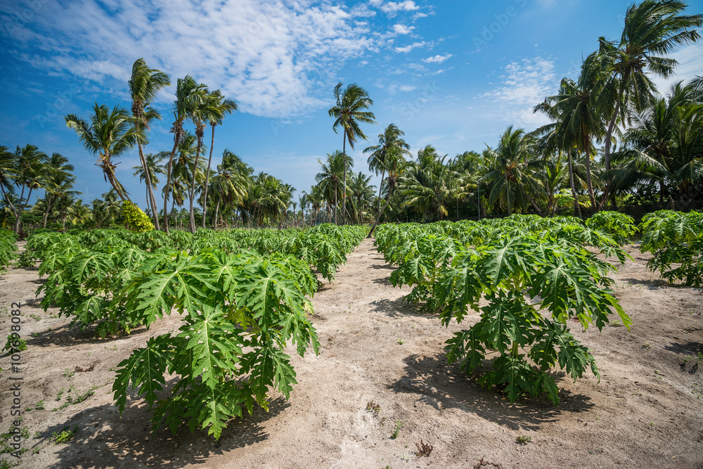 Papaya plantations.
