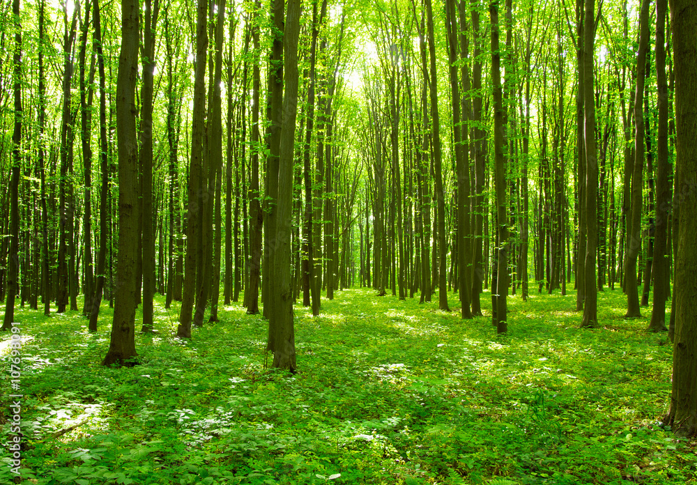 forest forest