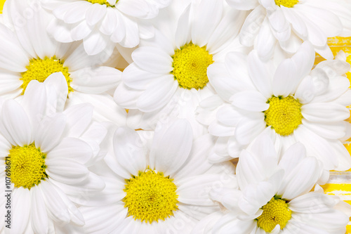 close up of daisies