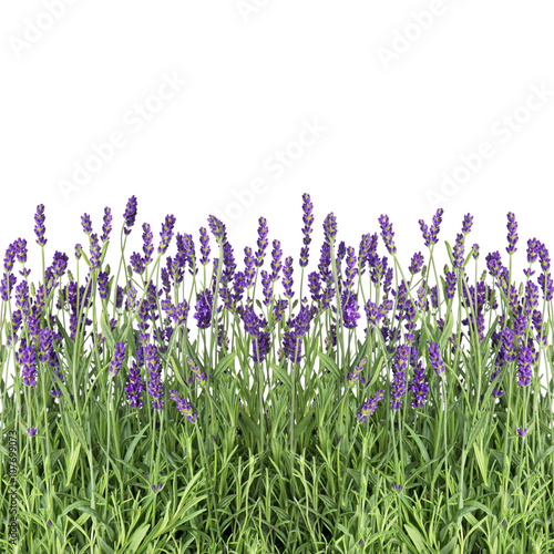 Lavender flowers isolated on white fresh plants