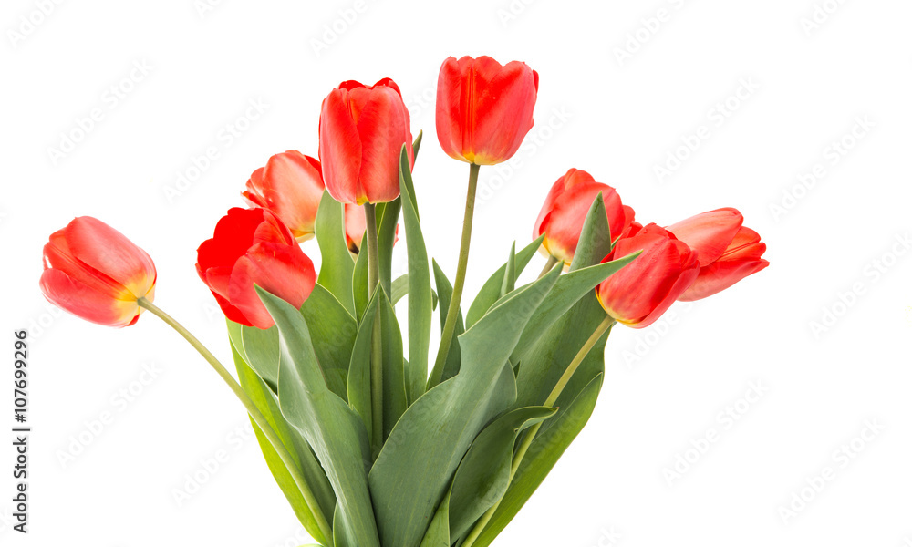 bouquet of red tulips isolated