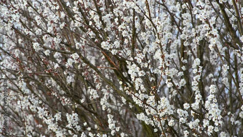 Flowering apricot, blurred background, filmed on a telephoto lens Flowering apricot, blurred background, filmed on a telephoto lens