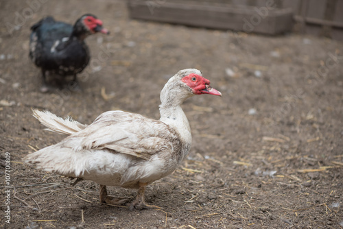 Domestic white duck in biological farm