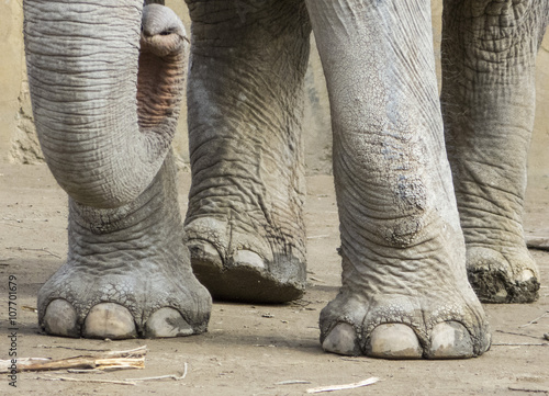 proboscis and legs of an elephant