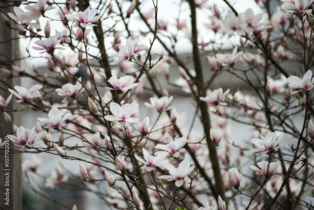 Blossoming of magnolia flowers in spring time Blossoming of magnolia flowers in spring time