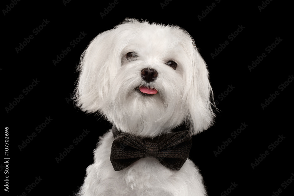 Closeup Portrait Happy White Maltese Dog Looking in Camera isolated Closeup Portrait Happy White Maltese Dog Looking in Camera isolated