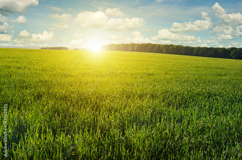 Fototapeta premium Beautiful sunset on green field