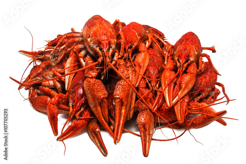  juicy boiled crawfish closeup isolated . seafood.