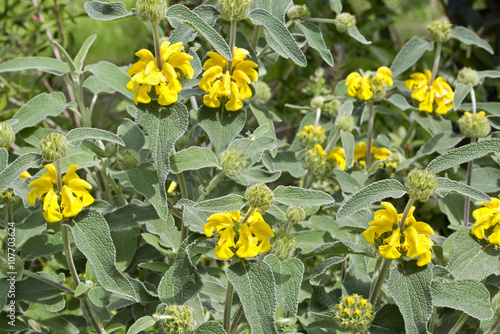 Phlomis fruticosa (Jerusalem sage) is a species of flowering plant of the Lamiaceae family photo