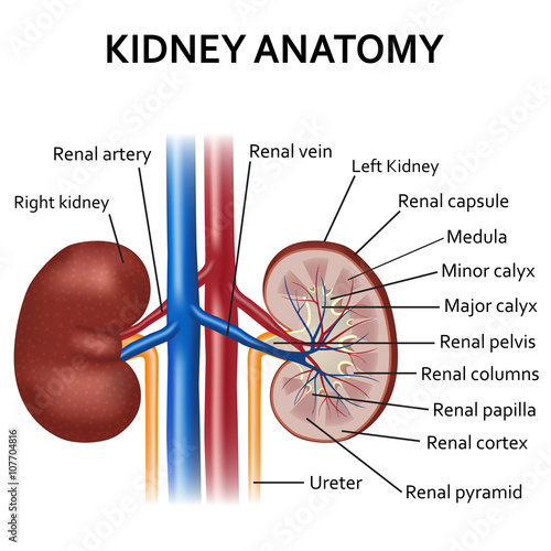 Diagram of human kidney anatomy.