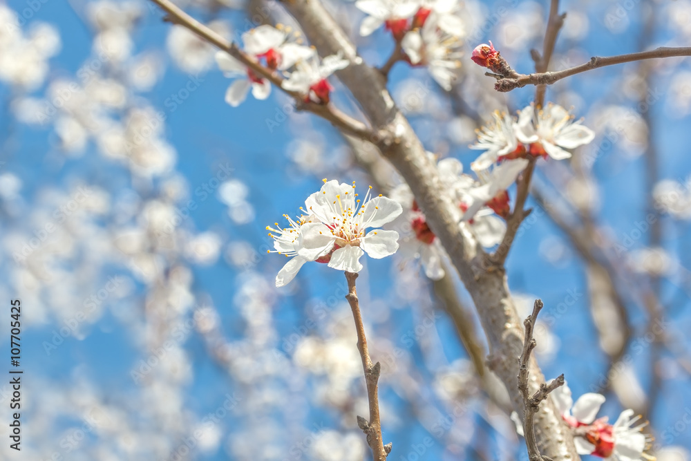 Spring flowers of the apricot tree, macro Spring flowers of the apricot tree, macro