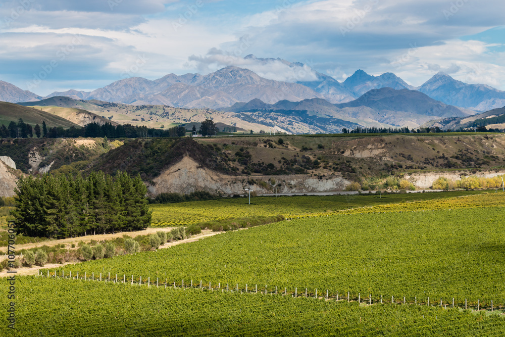 vineyards in Awatere valley in New Zealand