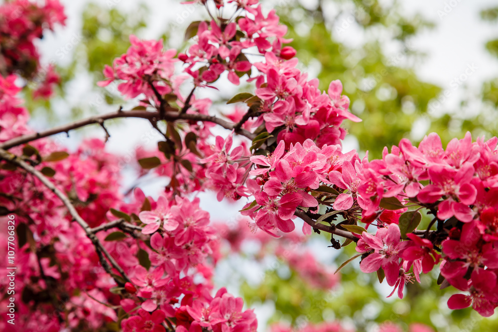 Paradise apple tree Paradise apple tree