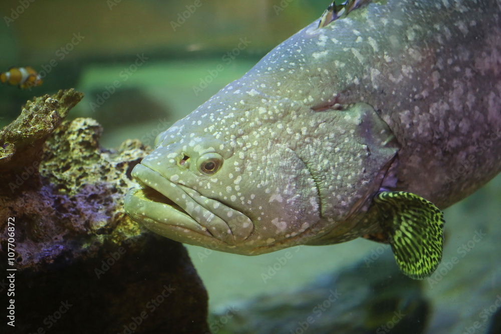grouper fish grouper fish