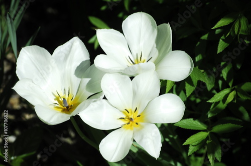 fleurs blanches  au printemps lyonnais