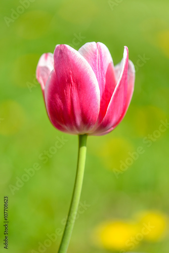 Fototapeta Naklejka Na Ścianę i Meble -  Pinke Tulpe