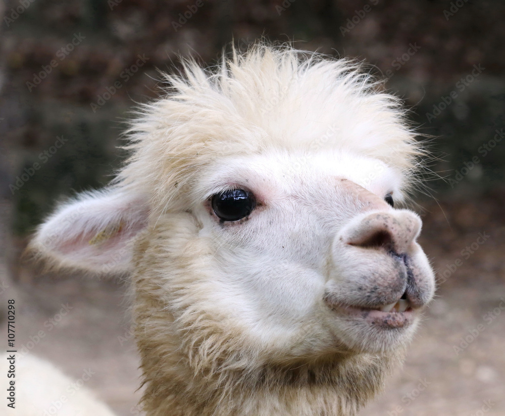 Fototapeta premium Alpaca, eye