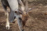 Africa eland with twist horn, animal