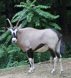 gemsbok , animal in forest