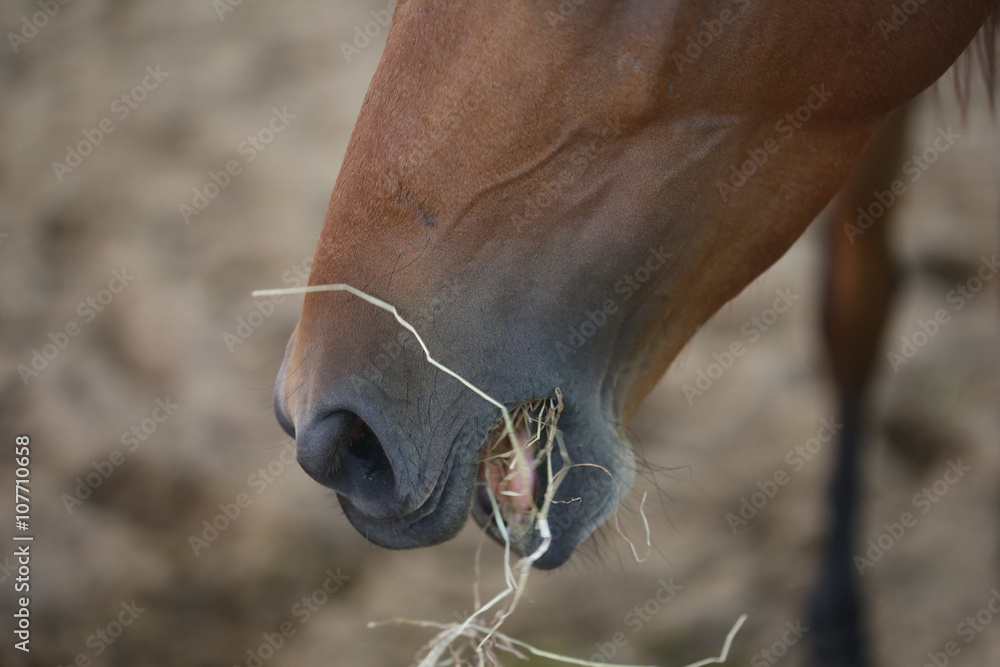 Naklejka premium brown horse