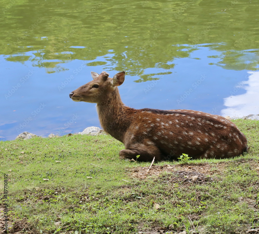 Fototapeta premium spotted deer near river
