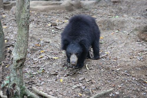 sloth bear photo