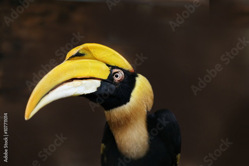 rare hornbill, Thailand © Auttapon Moonsawad