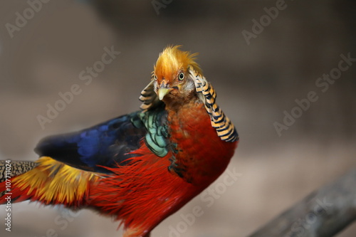 golden pheasant in the nature of the country photo