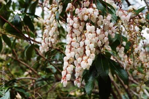 Flower bells of the Pieris Japonica bush, also known as Andromeda and Fetterbush