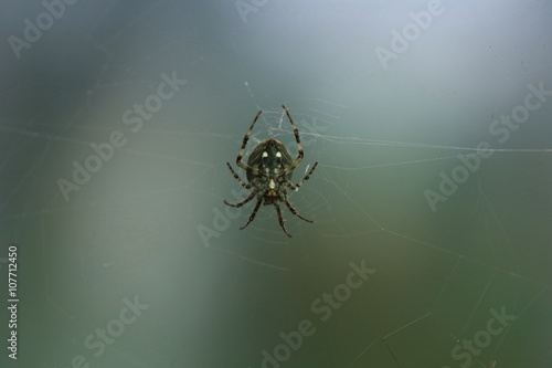 macro Spider
