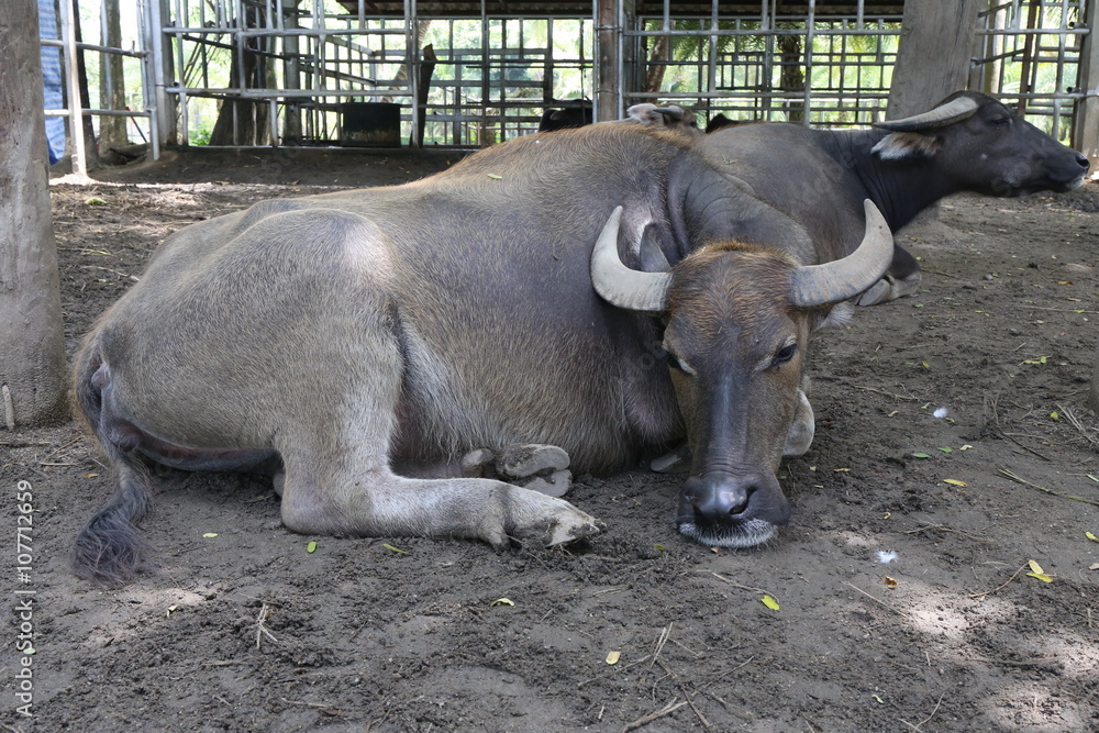Fototapeta premium buffalo, water buffalo