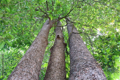 Dipterocapus tree, big tree in deep forest photo