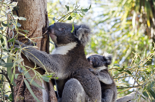 Photography koala and her joey