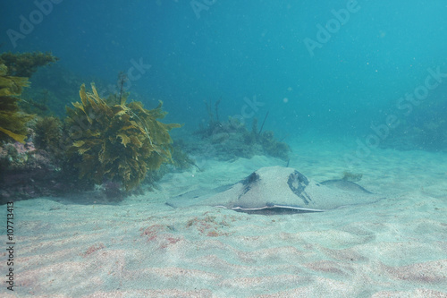 Long-tailed stingray Dasyatis thetidis resting on white sandy bottom next to kelp covered flat rocky reef with its face turned to camera.