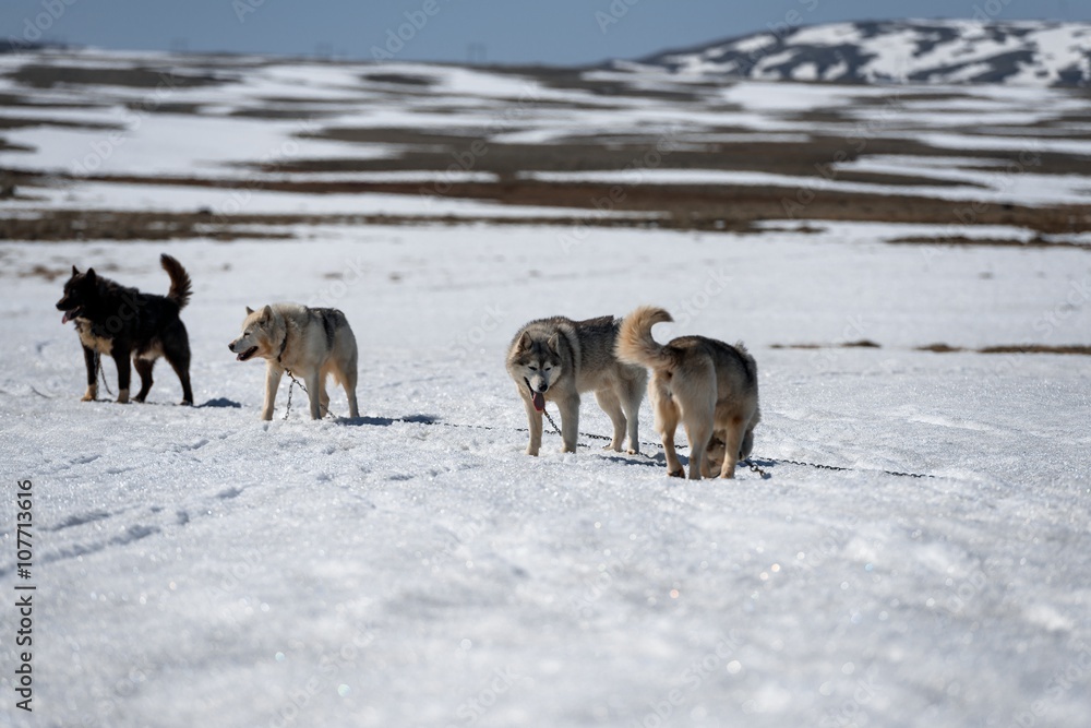 Naklejka premium Siberian Husky in snow