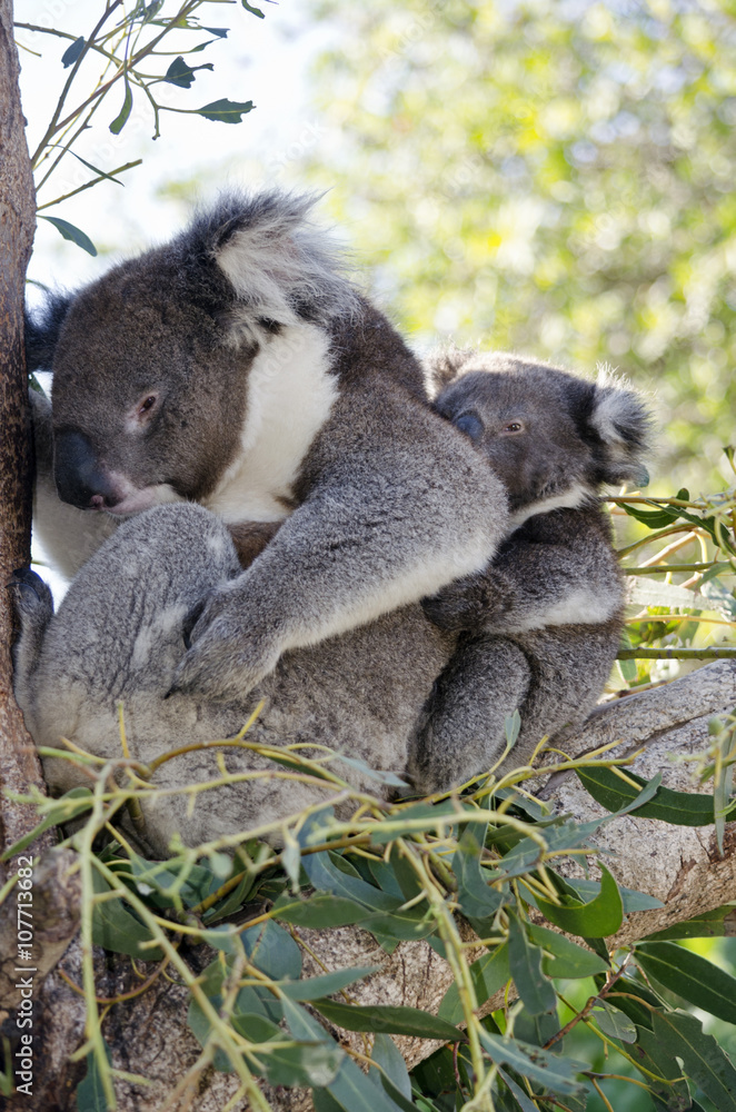 Fototapeta premium koala and her joey