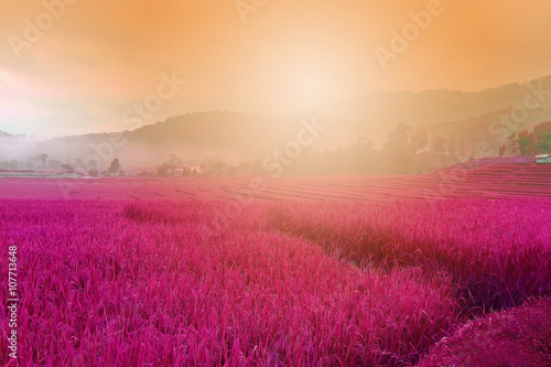 pink purple field , imagination