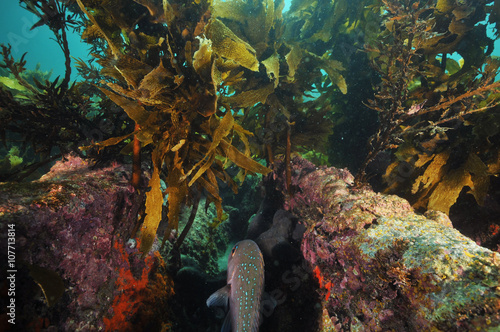 Rugged underwater rocky terrain with some growth of brown kelp and australasian snapper Pagrus auratus swimming in gutter.