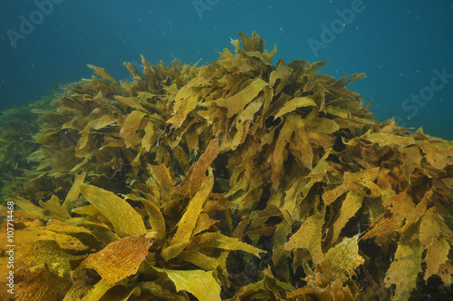 Dense field of brown stalked kelp Ecklonia radiata fronds.