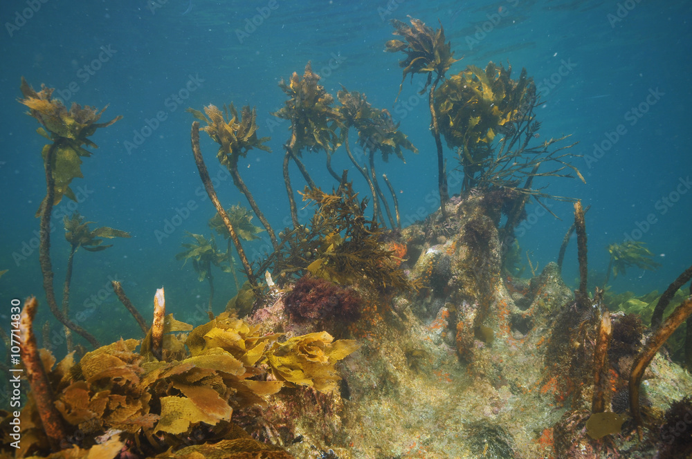 Fototapeta premium Underwater rock with scarce brown kelp dying possibly because of grazing common sea urchin Evechinus chloroticus.