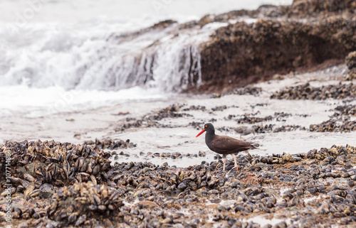 Black oystercatcher shorebird Haematopus bachmani with its bright orange beak forages along the tidal pools of Laguna Beach, California, United States photo