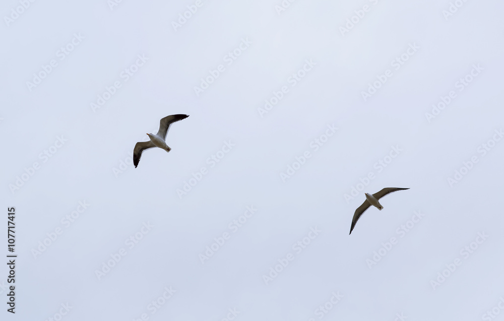 Two seagulls in flight. Portrait of a Seagull flying against cloudy blue sky. Two seagulls in flight. Portrait of a Seagull flying against cloudy blue sky.