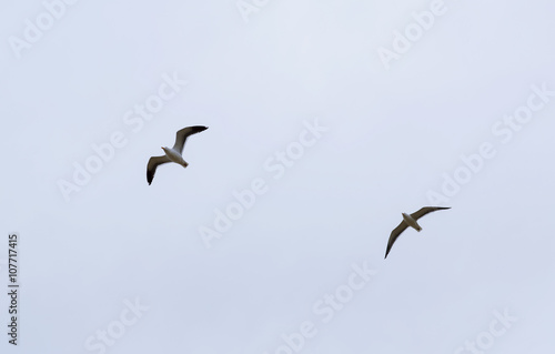 Two seagulls in flight. Portrait of a Seagull flying against cloudy blue sky.