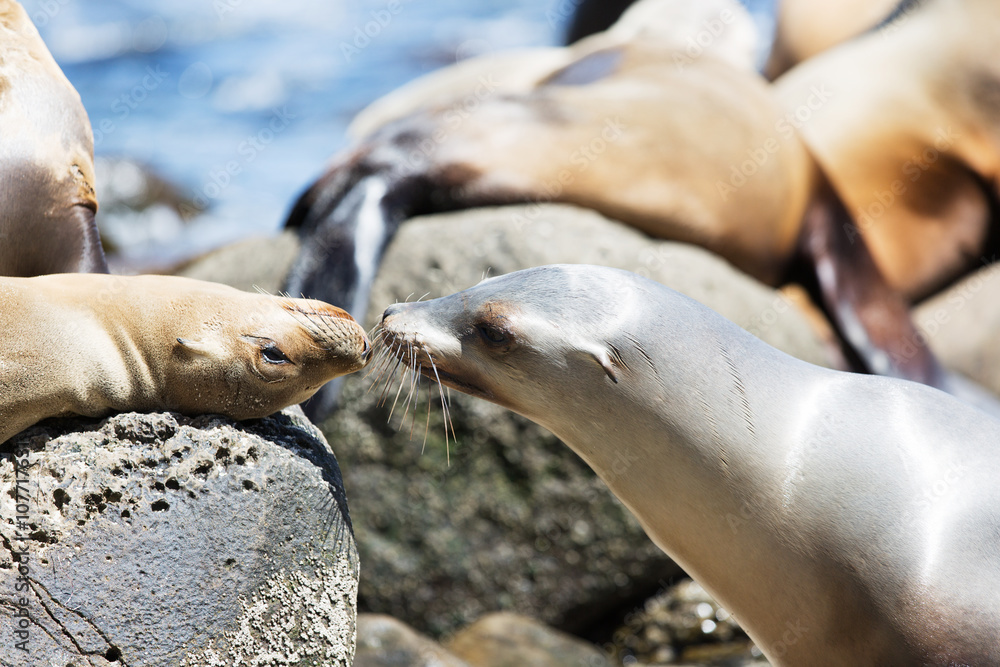 Fototapeta premium sea lions at the rocks