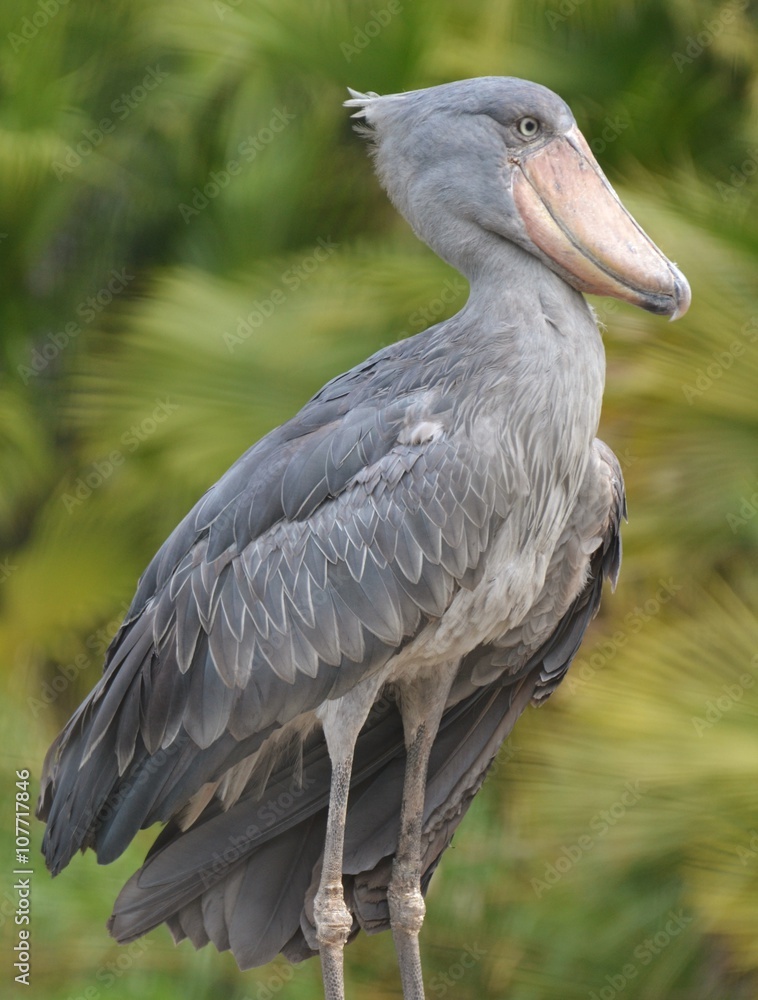 Fototapeta premium Shoebill Stork (Balaeniceps rex)