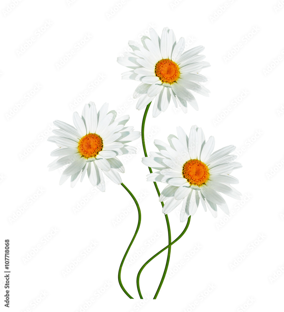 Fototapeta premium daisies summer white flower isolated on white background.